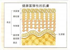 健康肌膚圖