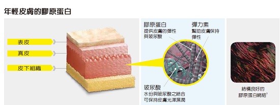 年輕皮膚的膠原蛋白